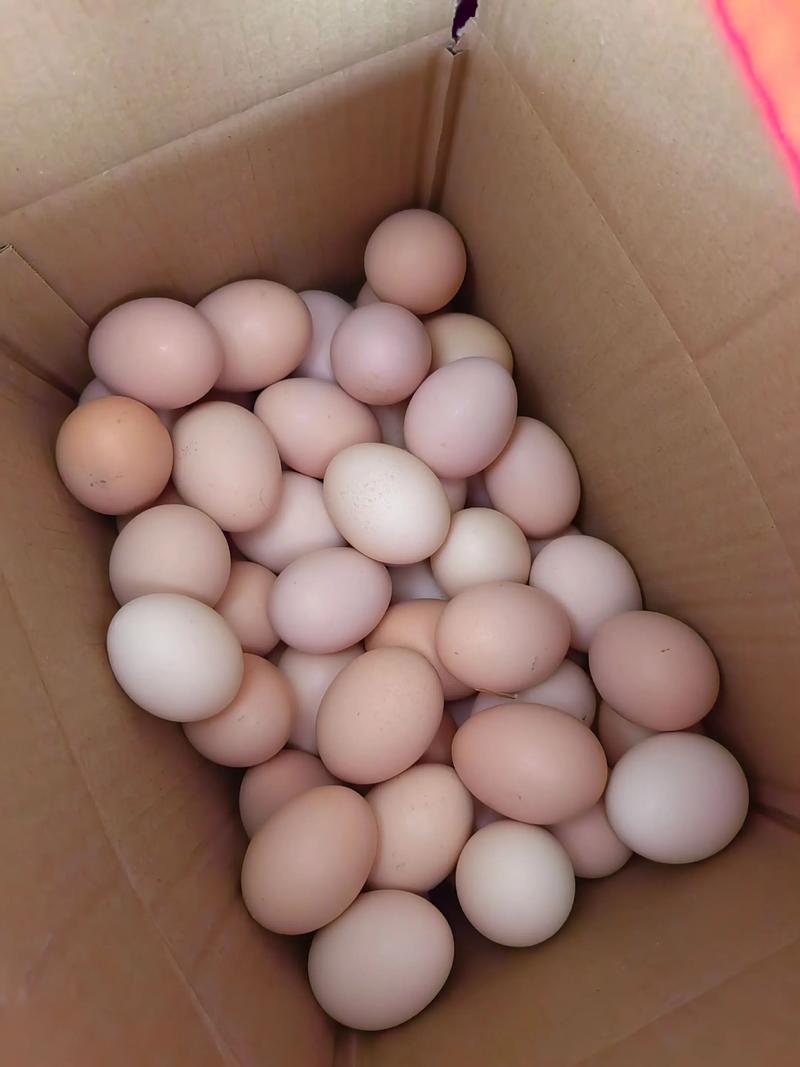 散养鸡蛋